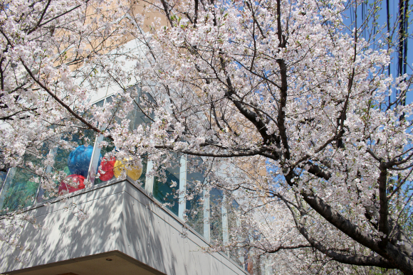 春は桜が満開で、とても綺麗です♪