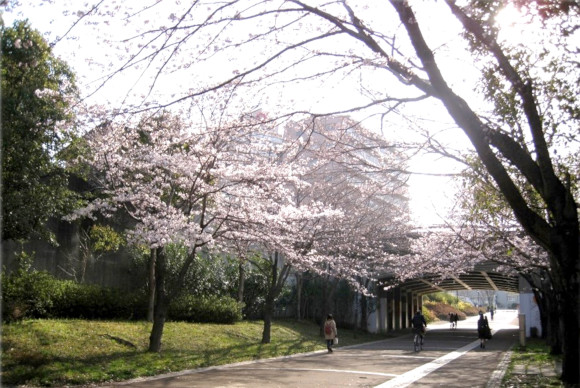 春には隣接した公園で桜が咲きます🌸