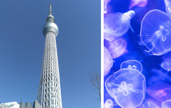 東京スカイツリー、すみだ水族館に行ってみよう