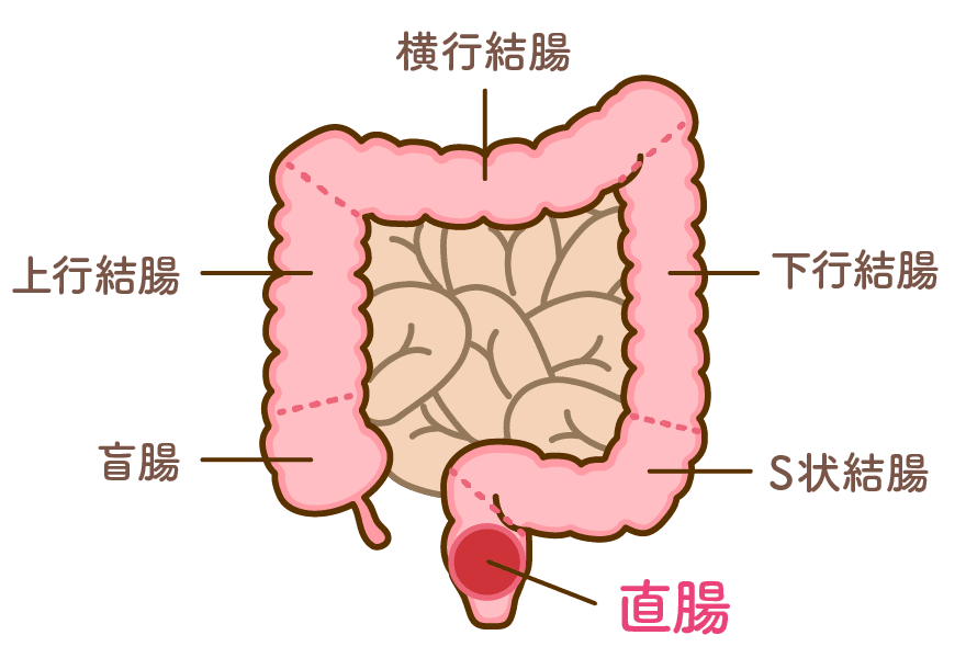 大腸のイメージ