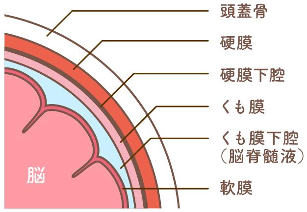 脳の解剖図